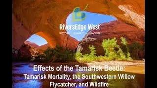 Effects of the Tamarisk Beetle: Tamarisk Mortality, the Southwestern Willow Flycatcher, and Wildfire