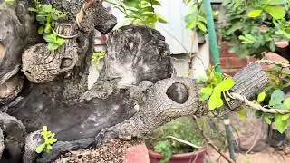 M918 gl c&acirc;y cẩm thị LH 0707713796 Khương bonsai 