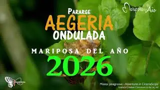 Pararge aegeria MDA2026