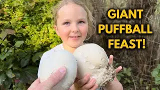 How We Harvest and Eat Giant Puffball Mushrooms at Our Cabin in the Woods