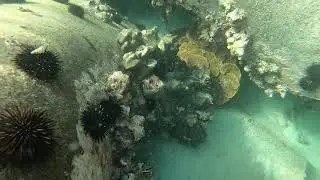 Pore coral (Montipora foliosa)