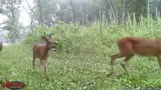 Why Do Bucks Form Bachelor Groups?