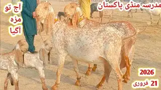 Chak Madrasa Mandi Fresh Update|Pure Makkhi Chieni Bacchon Wali Aur Gabban Bakriyon|19 February 2026