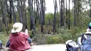 Lyrebird Concert, Croajingolong National Park, East Gippsland
