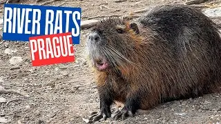 RIVER RATS OF PRAGUE | NUTRIA | MYOCASTOR COYPUS | WILDILFE | NATURE