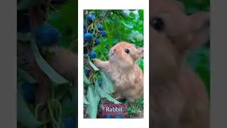 Rabbit eating blueberries #naturelovers #nature #learning