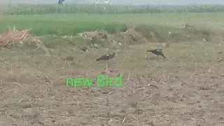 New Bird 