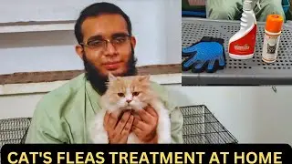 Cat's Flea's Treatment At Home||Easy Method