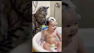 Wow mira lo que hacen estos gatos #reels #viralvideo #shortvideo #shorts #bebes #mascotas