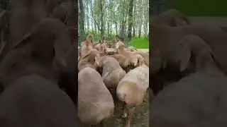 Выставка арашан Ысык ата