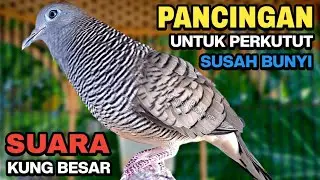 Perkutut Lokal Gacor Suara Kung Besar Pancingan Burung Perkutut Agar Bunyi.