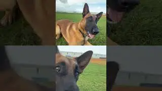 Dog Training: Master Commands & Street Crossing Like a Pro!