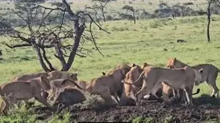 big lion pride digging burrow catching a warthog video