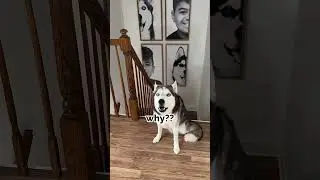 My Dog Came Upstairs!!! Sneaky