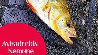 Avižadrebis Nemune