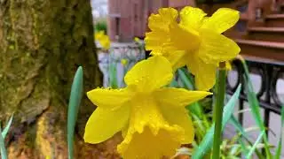 Alex JB Martin & Joseph B - Walzer Love (Original Video)