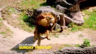 BIG CAT GAMES - BIG CAT MONTH