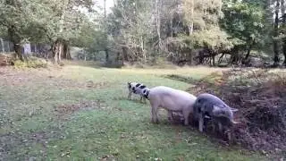 Pannage in the new forest