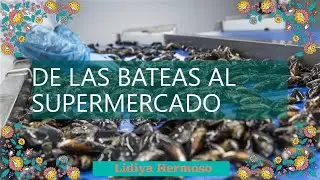 El proceso de producci&oacute;n de los mejillones gallegos: desde las bateas al supermercado