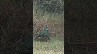 peacock #nature #animal
