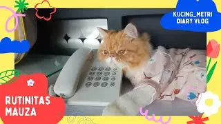 KUCING ADULT MAKAN LIQUID SNACK