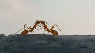 Weaver Ants: Tiny Secrets of the Insect World (Amazing Close-Up)