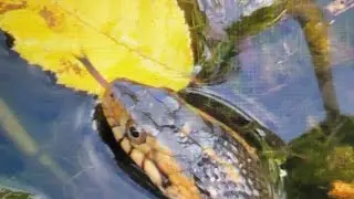 Watersnake looking for fish in the spring in The Villages, Florida