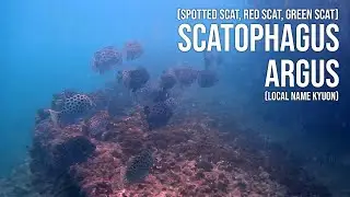 From the Depths to Your Screen: The Mesmerizing Scatophagus Argus