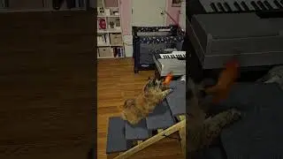 Interactive Cat Toys, Retractable Wand Toy, Feather Toys Refills for Indoor Cats, Chase & Exercise
