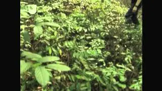 Mutual Benefits - Investigating Fungi: The Wood-Wide Web (2/4)