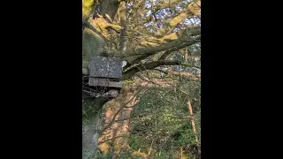 Barn Owl Nest Box - Live Stream Overnight 25th Jan