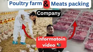 Poultry Farm & Meats Packing Company Bare Choto (information video 📸) @WLlama976