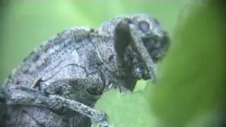 snout beetle