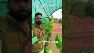 Amazing Deal: 12 Indoor Plants by Baghdadi Nursery Farm Pattoki  #gardeningtips #baghdadinurseryfarm