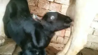 Cute goat baby feeding time goat baby sound funny goat baby viral video of animals 2025