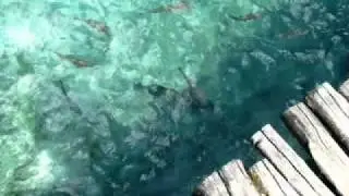Tabasco Vasara eina