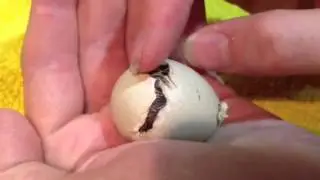 Partridge Hatching