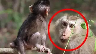 What she gonna do on newborn monkey Quinton? |  Wow Daily