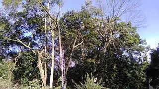 Cutting down the monster tree