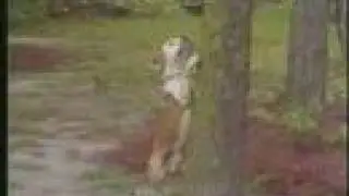 Carolina Camera: The Tree Climbing Dog