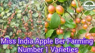 Miss india apple ber farming in india most popular varieties | Contact. 7432861939