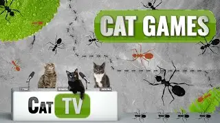 CAT Games ТВ | Муравьи на параде | Кошачьи игры 4K | Видео для кошек для просмотра | 😼