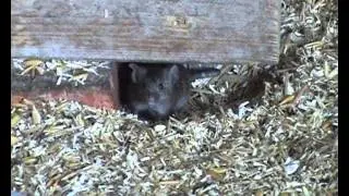 House Mouse (Mus musculus domesticus)