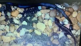 Ringneck snake eating