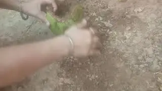 Biodegradable plant pot || Gardengiri ||