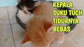 KEPALA SUKU TUCH TIDURNYA BEBAS - DASAR KUCING OREN+62