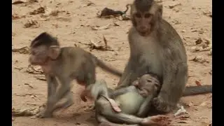 How To See Jinx Baby Monkey Playing All Baby In Amber Monkey Like Saki Baby,David Baby Monkey