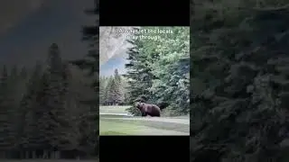 Always allow the locals play through #golf#animals#local rules#courses