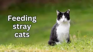 Feeding stray cats🐈. #cat #cute #straycat#кот#catvideos #adorablepaws#viral#kitten#catlover #猫