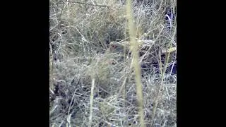 Partridge hunting,охота на куропатку, chasse &agrave; la perdrix, صيد الحجل